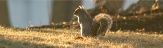 A grey squirrel on grass surrounded by trees