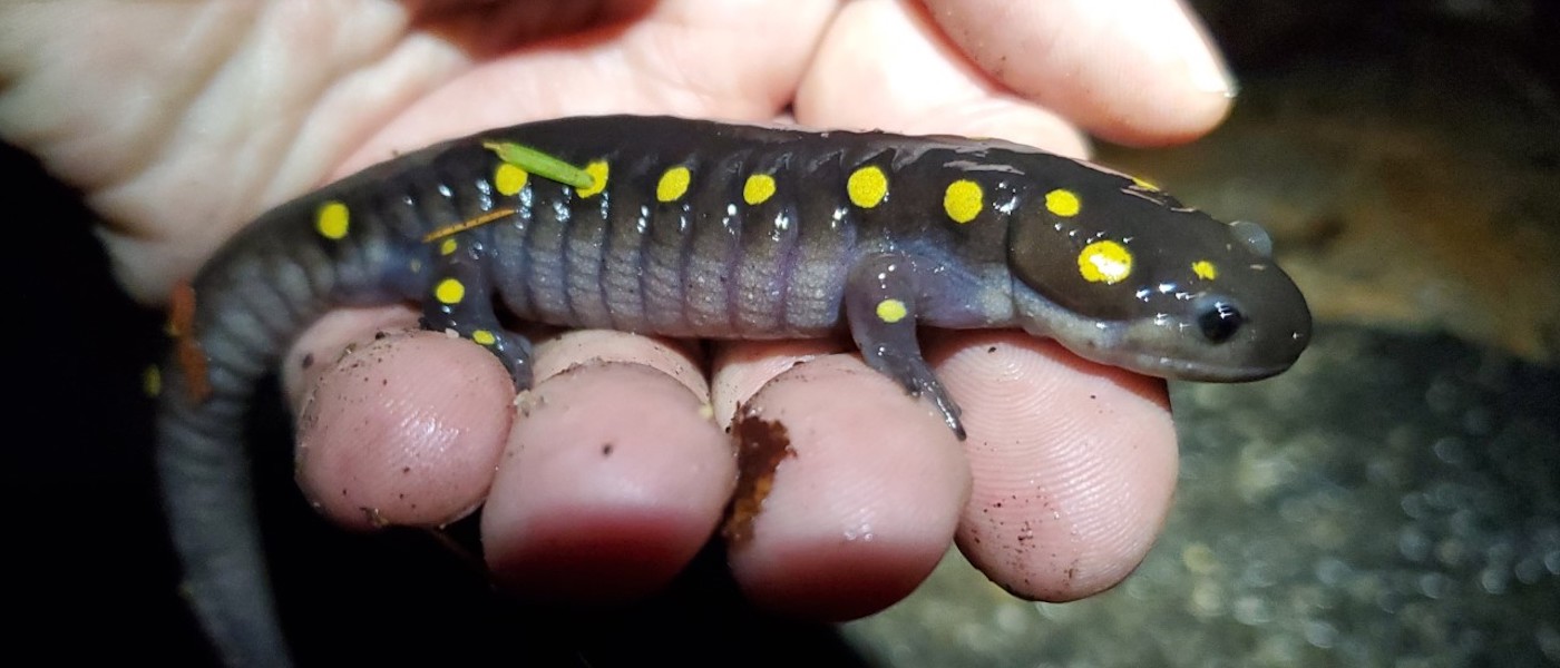 Faculty and students track seldom seen species for Maine Big Night ...