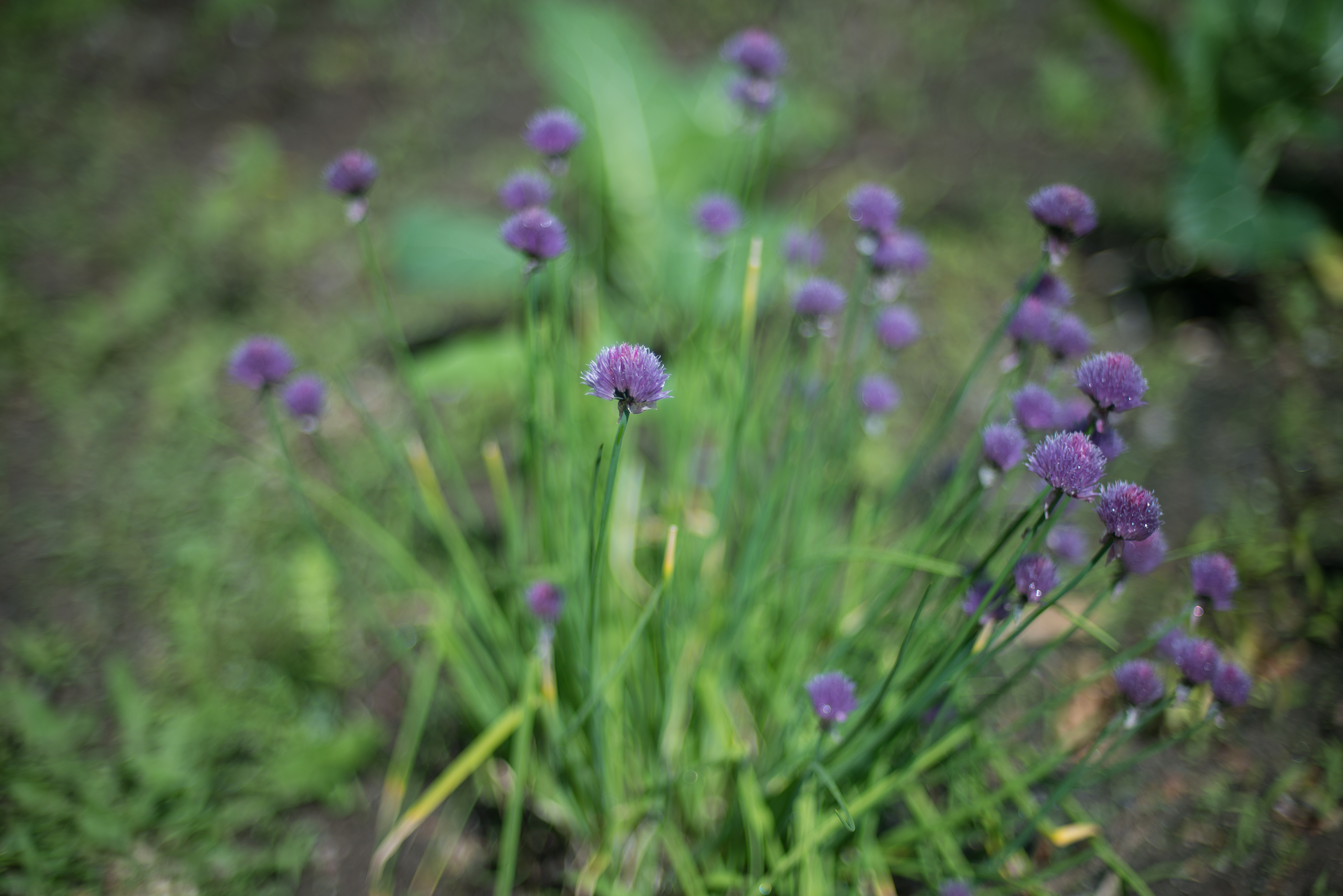 Chives