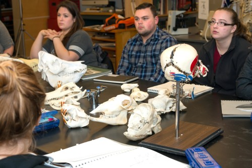 A group of students practice drawing figures using skeletal models for reference