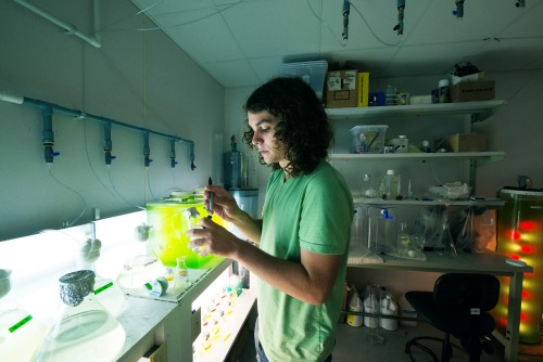 A student conducts algae research in the lab.