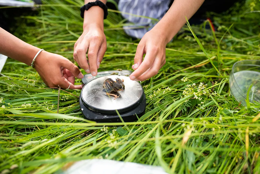 Hands reach toward a baby bird laying on a scale in the grass