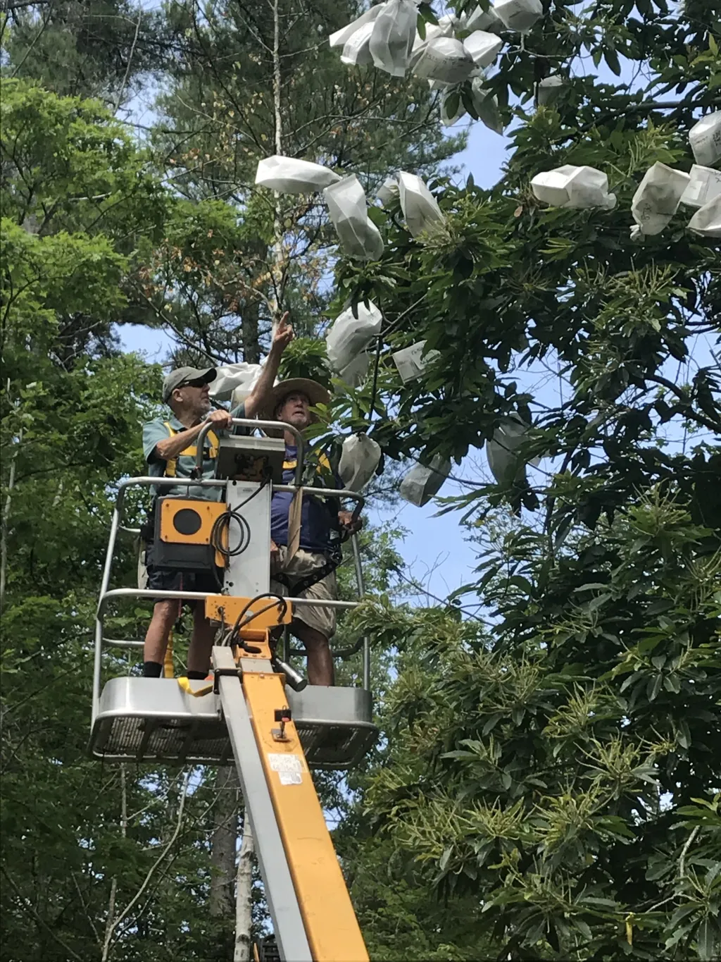 Lift up the chestnut branches