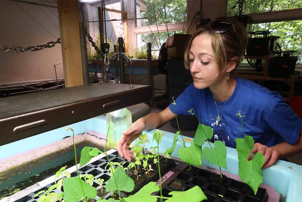 A U N E student checking on their hydroponically grown plants