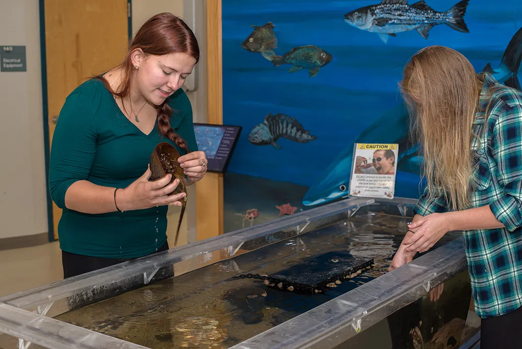 Two U N E students handling horseshoe crabs at their aquarium internship