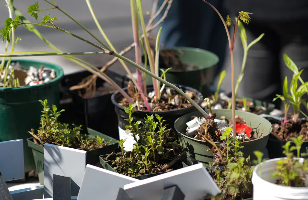 Potted herbs that will be planted in the U N E Biddeford Campus medicinal herb garden