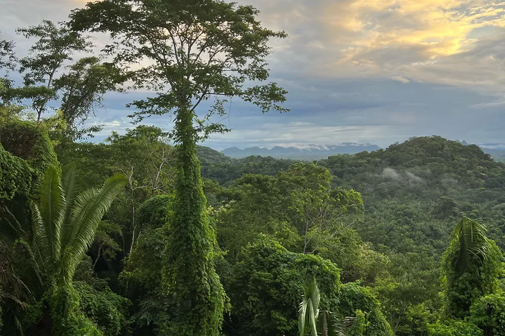 Trees and mountainscape in front of a sunset