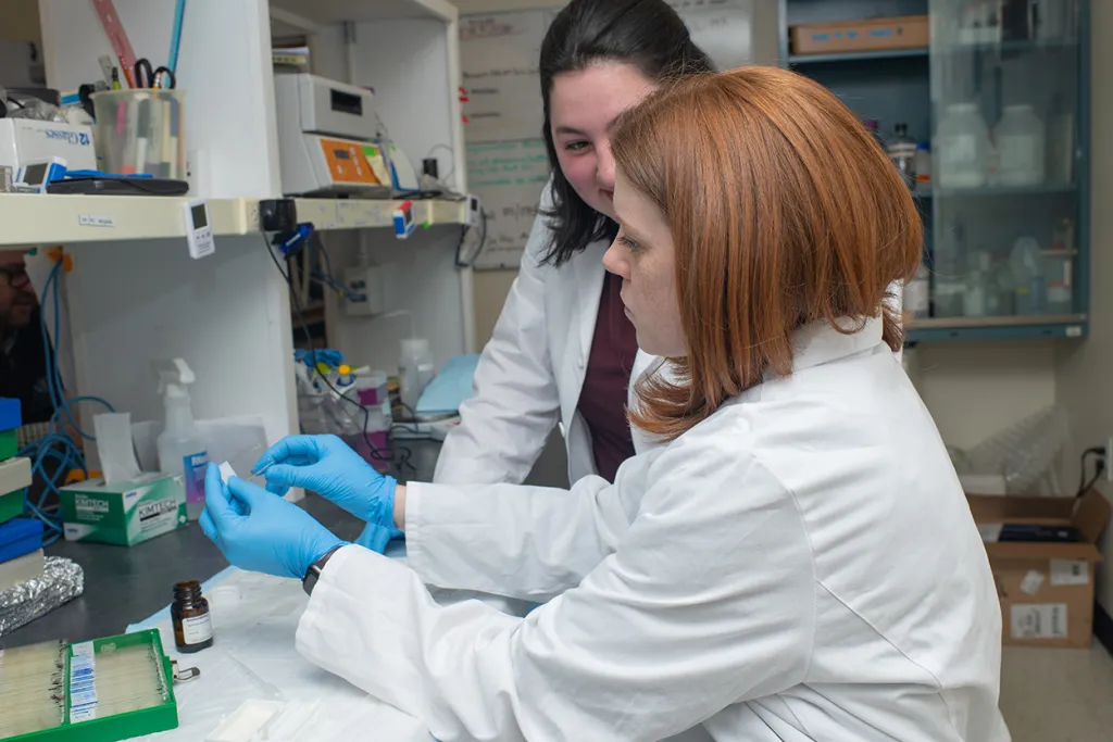 Two students work together to prepare a slide for the microscope