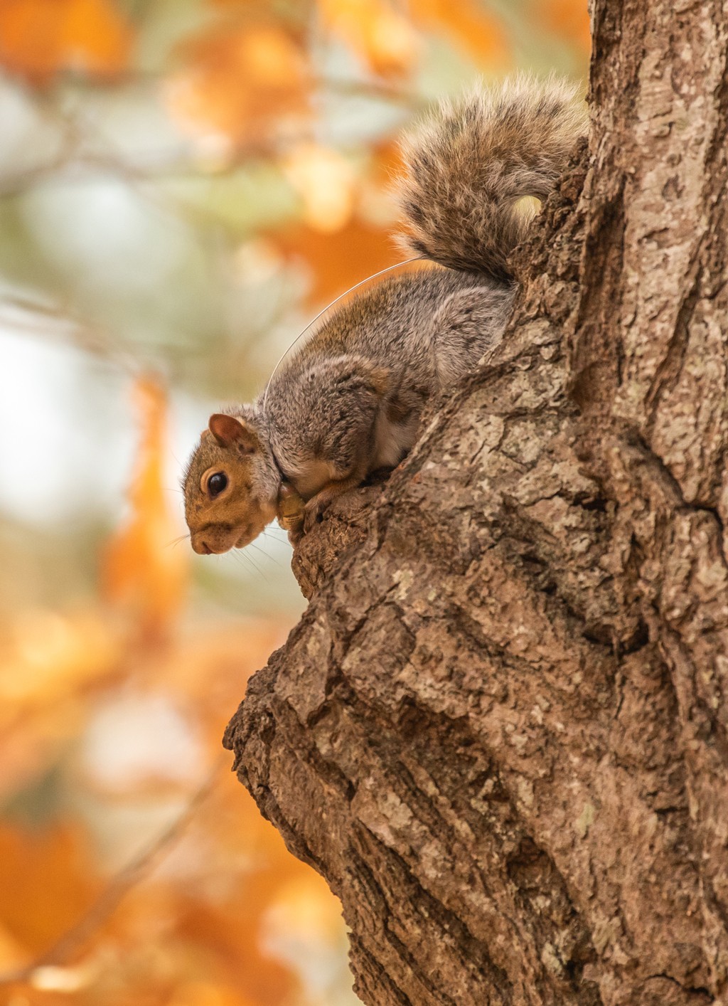 Close-up of a gray squirrel sitting on a tree