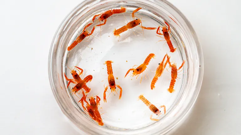 A group of thirteen lobster larvae in orange in a petri dish. Photo by Markus Frederich.
