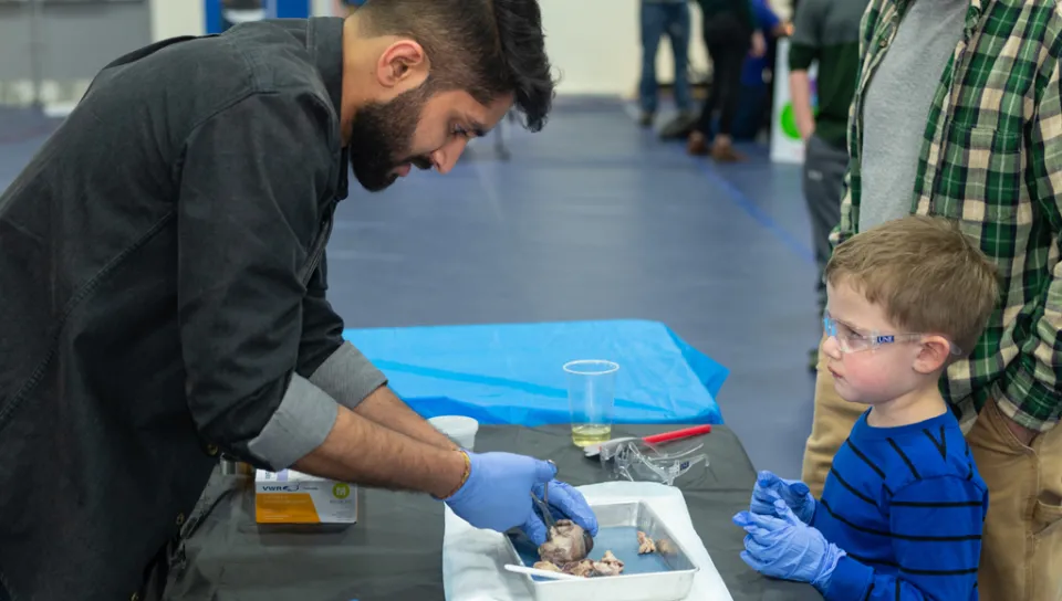 A student shows a brain specimen to a child during the U N E Brain Fair