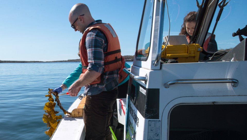 A student on a boat brings kelp up from the water