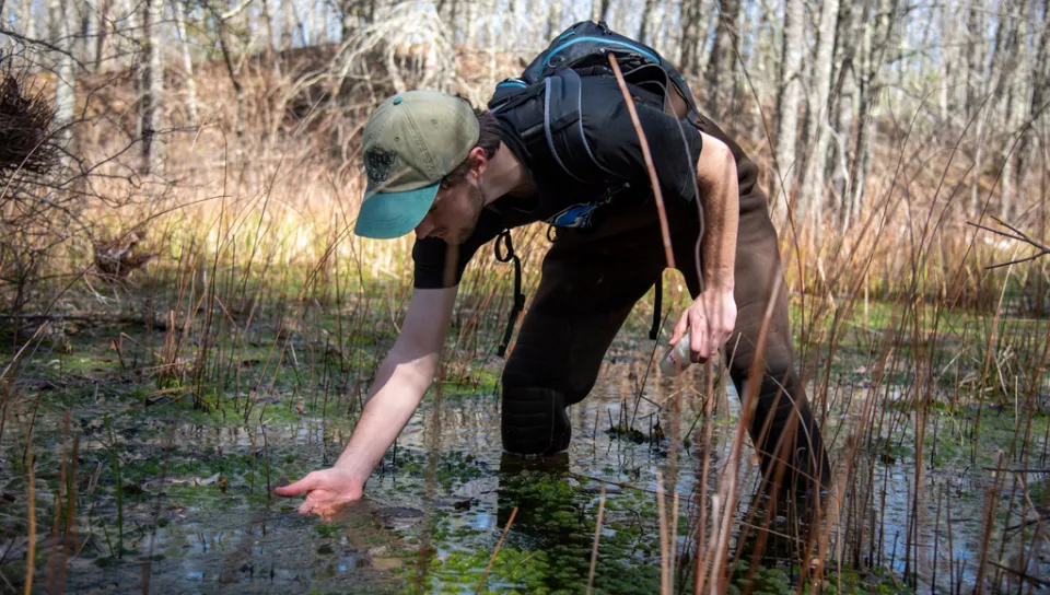 An environmental science student stands in the middle of a vernal pool looking for tadpoles