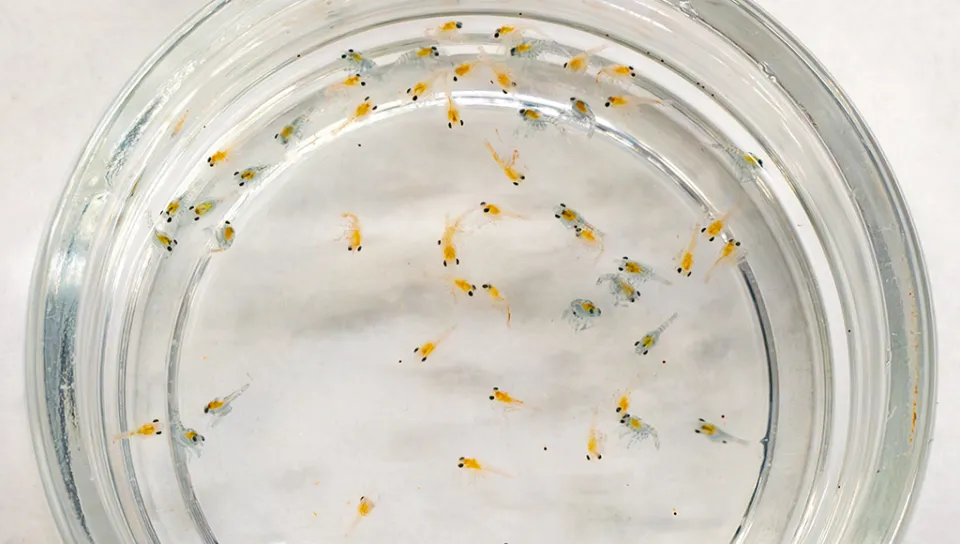 A group of lobster larvae in a petri dish. Photo by Markus Frederich.