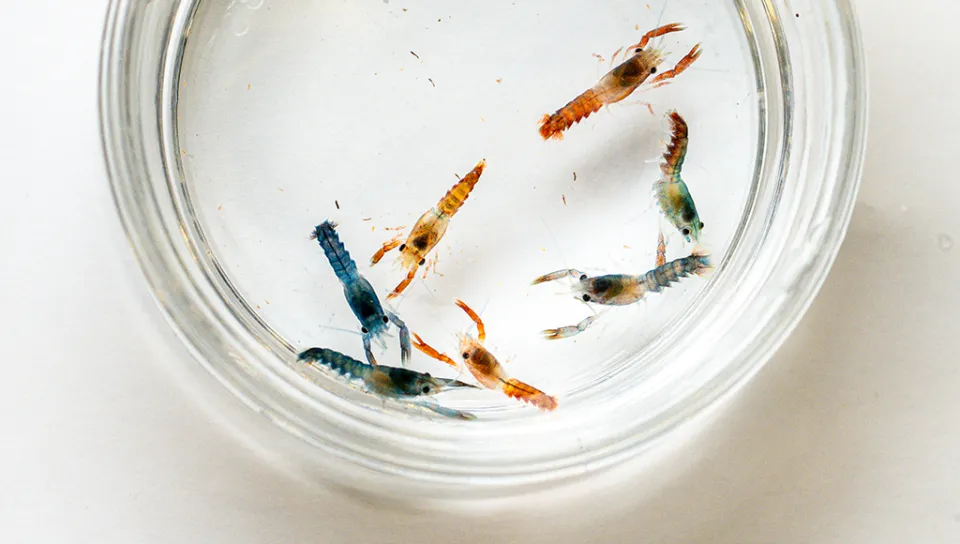 A group of seven lobster larvae in orange, blue and brown in a petri dish. Photo by Markus Frederich