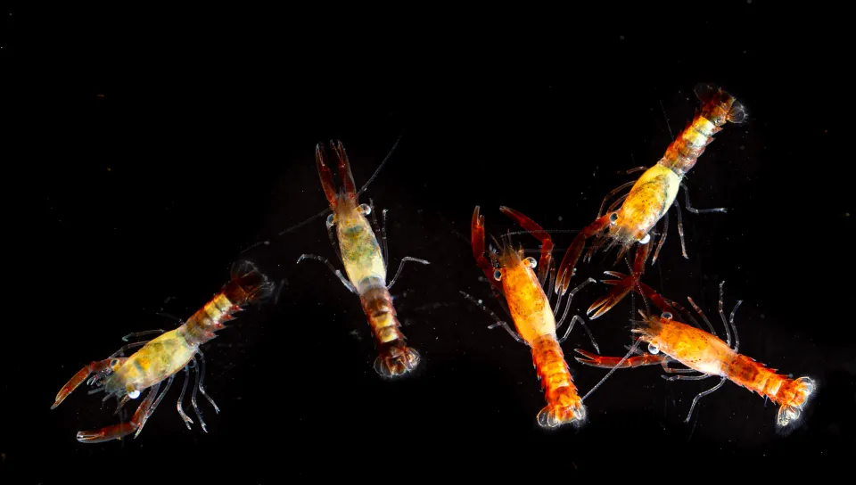 Lobster larvae against a black background