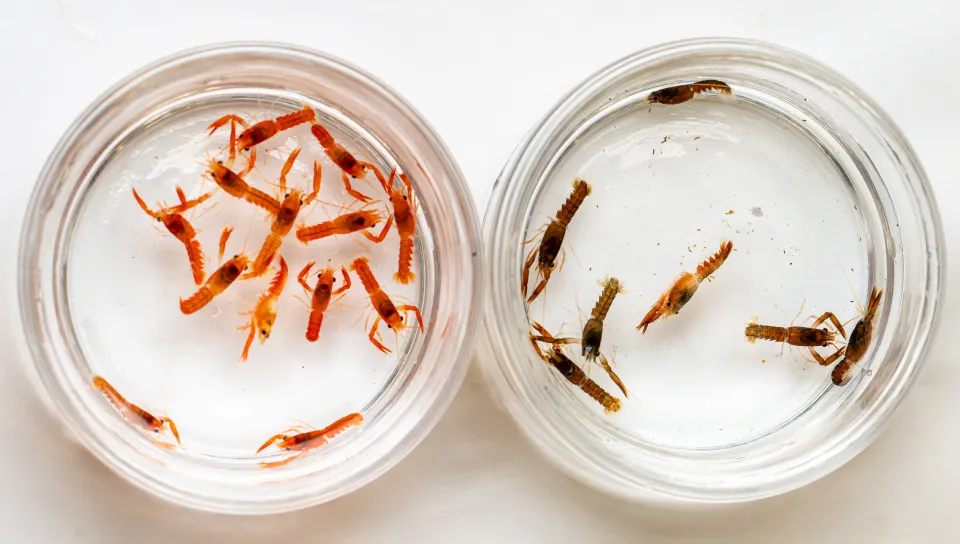 Petri dishes containing several rare lobster larvae