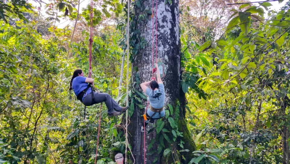 Tree Climibing in the Rainforest Panama