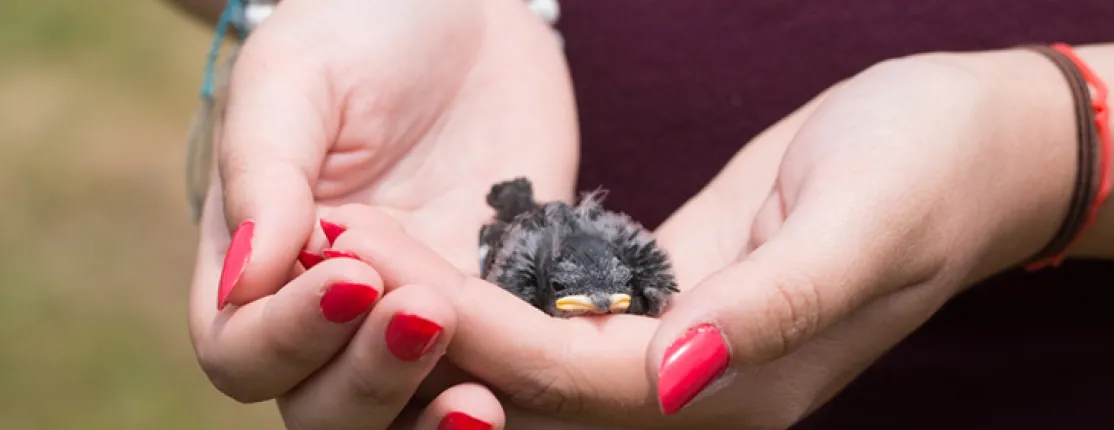 Hands holding a baby bird