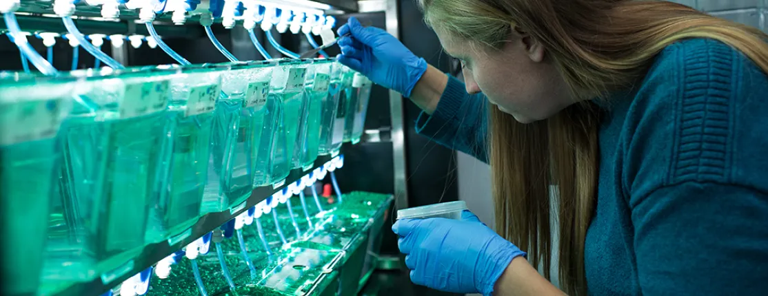 A student is examining zebrafish tanks