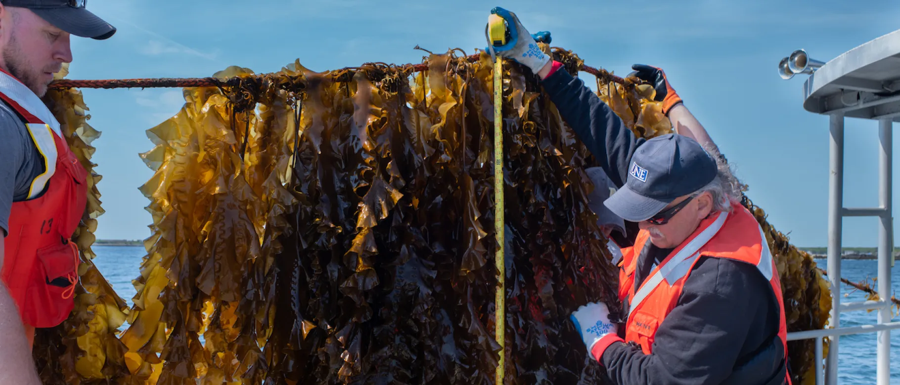 UNE faculty pull up seaweed