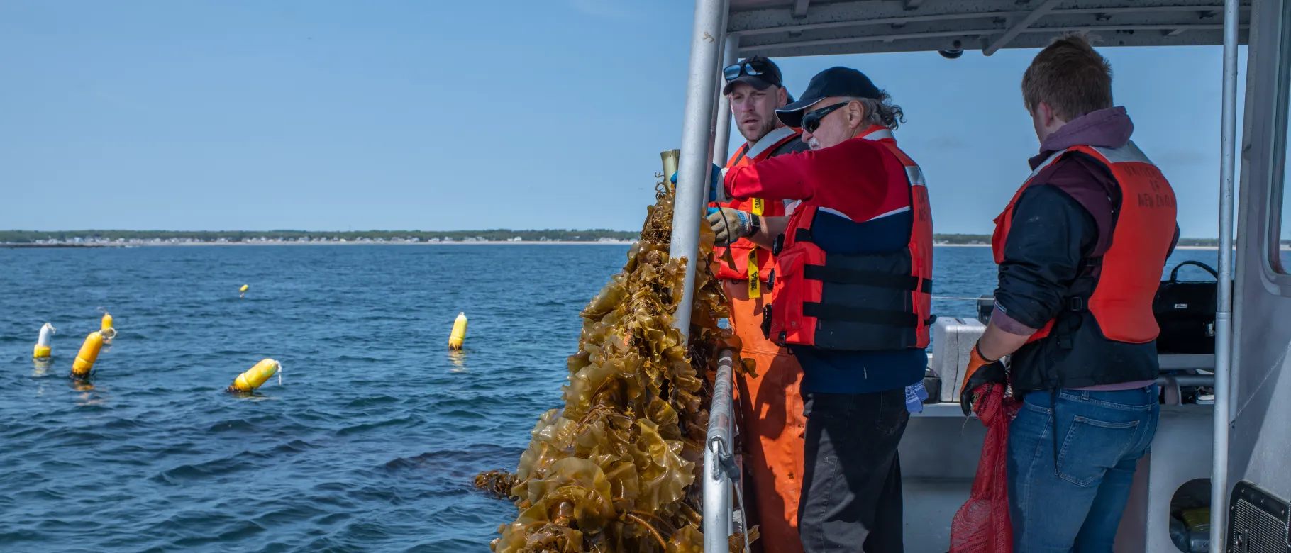 Image of recent kelp harvest in Saco Bay