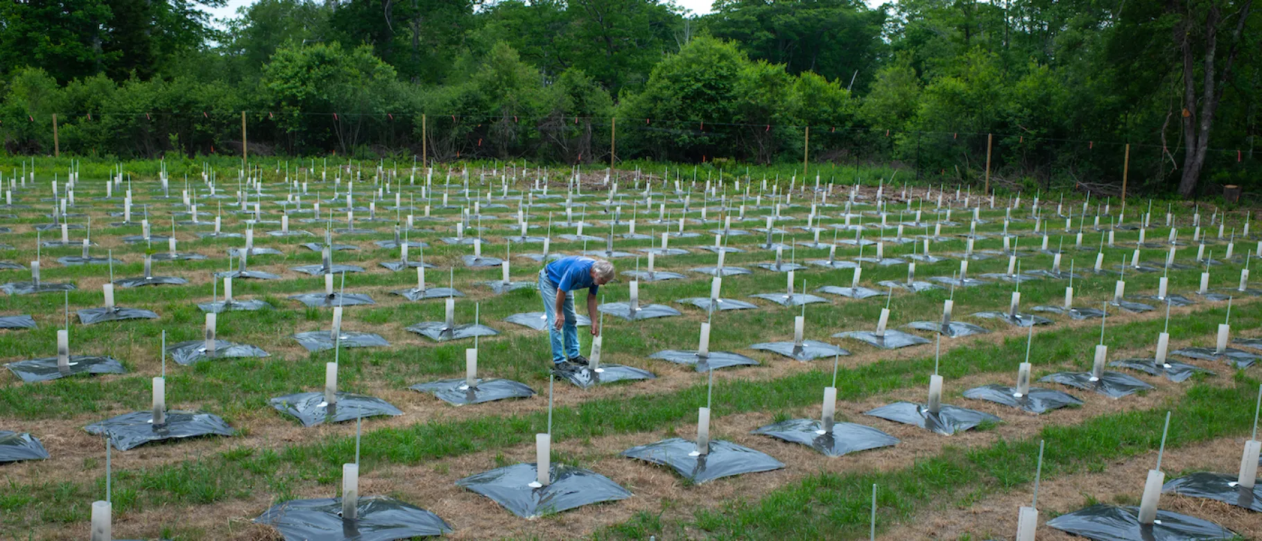 Photo of chestnut tree orchard