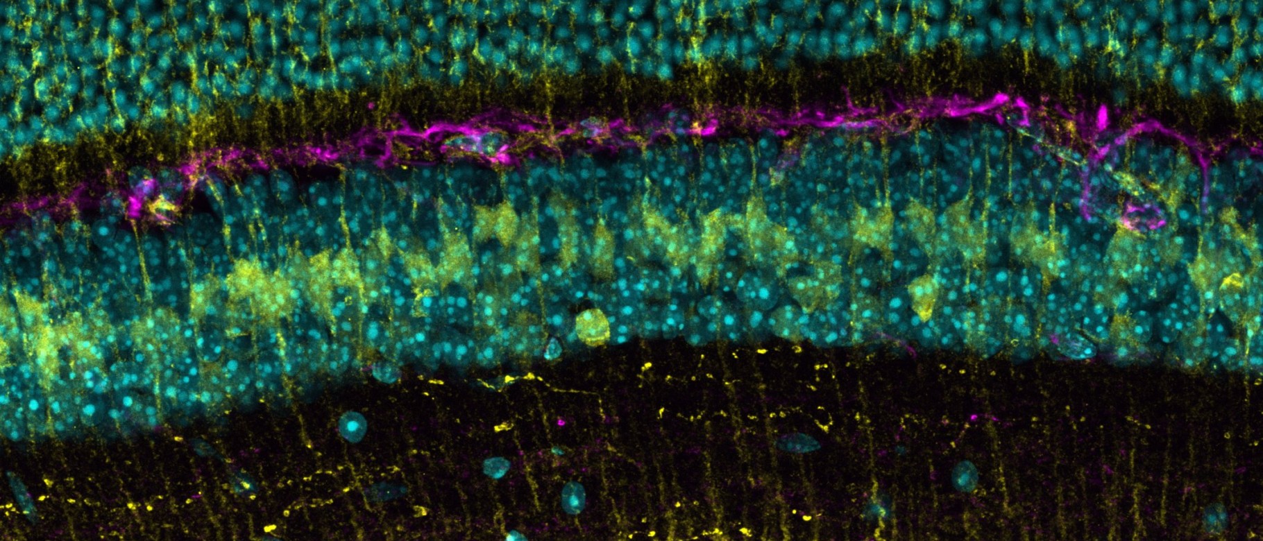 A microscope image of a mouse retina