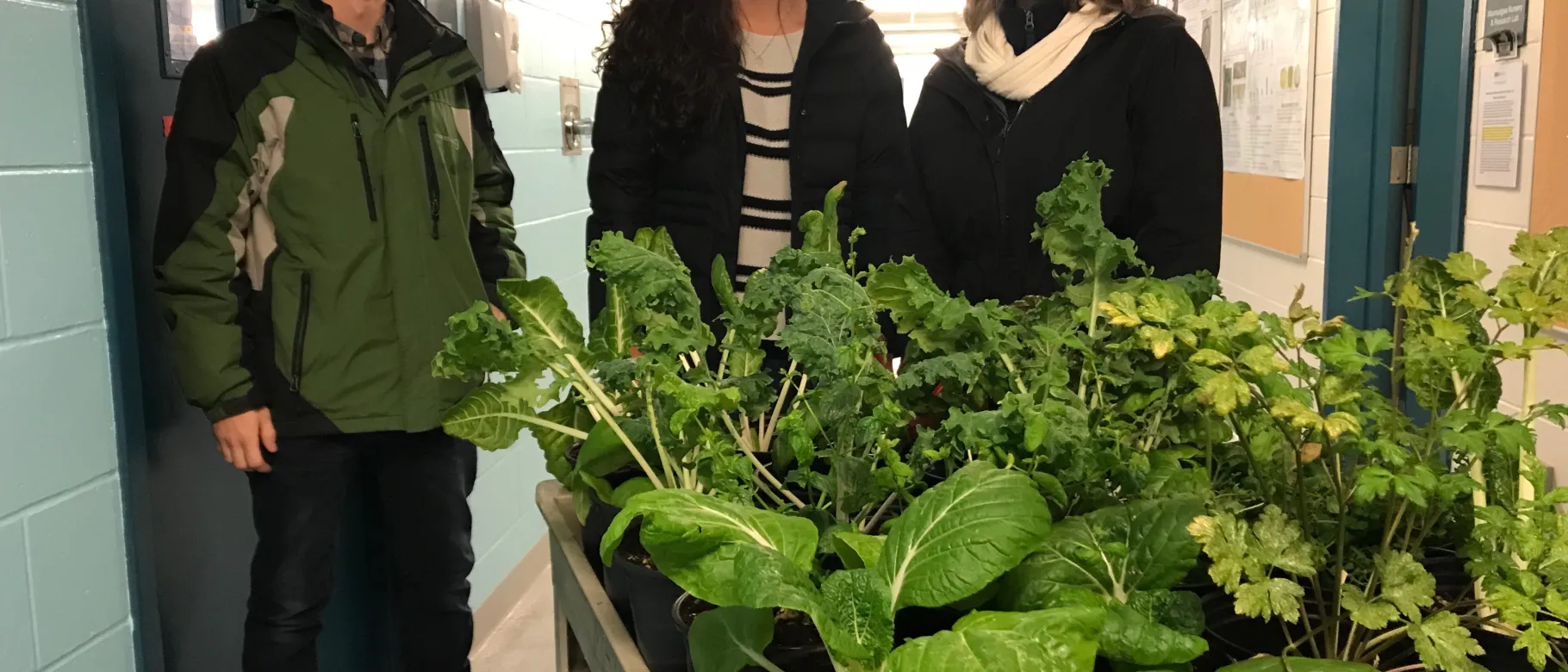 Intern Lukas Odrzywolski and UNE senior Elissa Kane assist Alethea Cariddi in gathering plants from the aquaponics lab