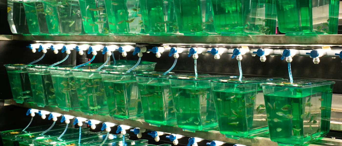 Rows of zebrafish tanks in the lab