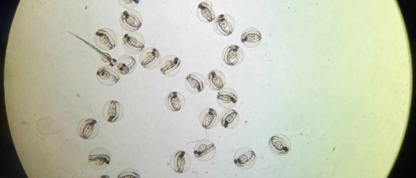 A group of zebrafish eggs under a microscope