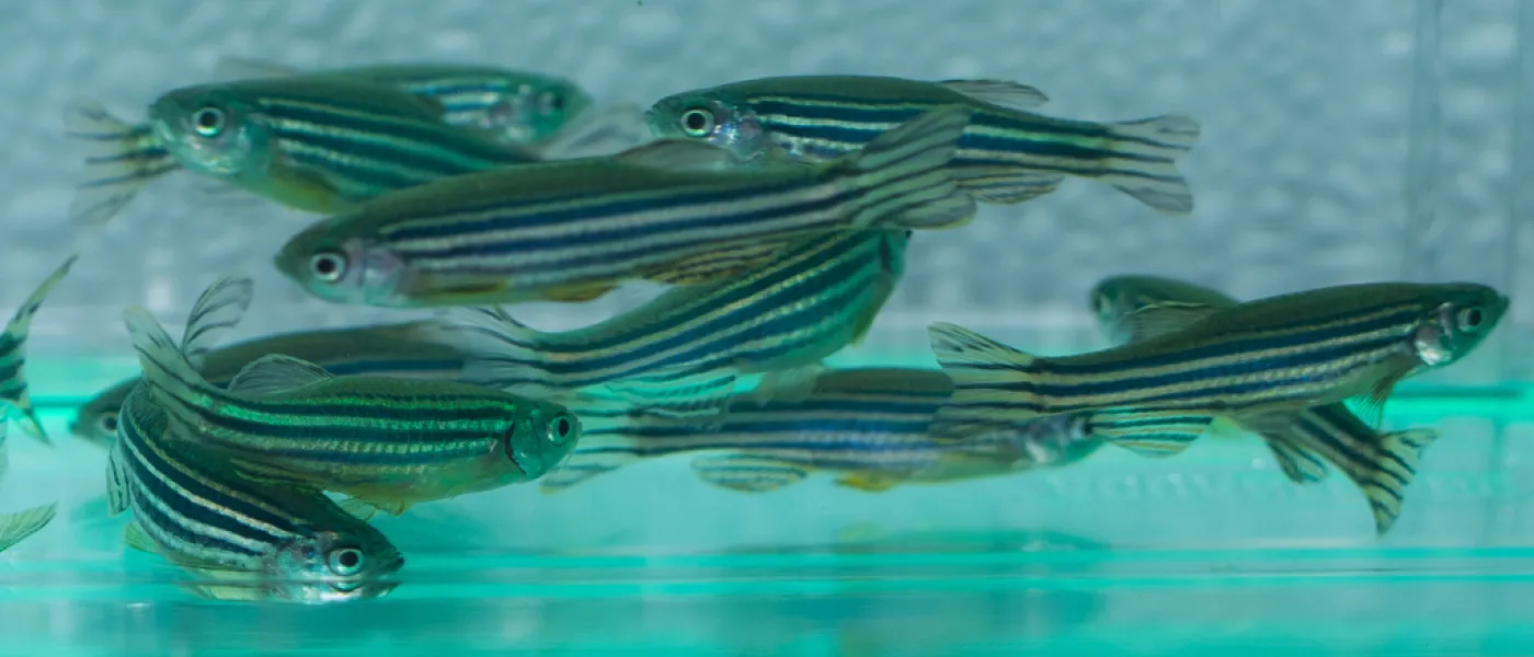 A group of zebrafish swimming in a small tank