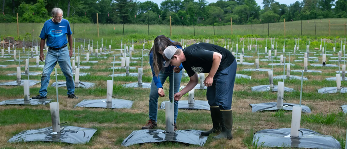 Students planting chestnut trees