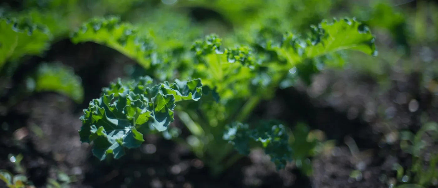 Close-up of lettuce planted in the community garden