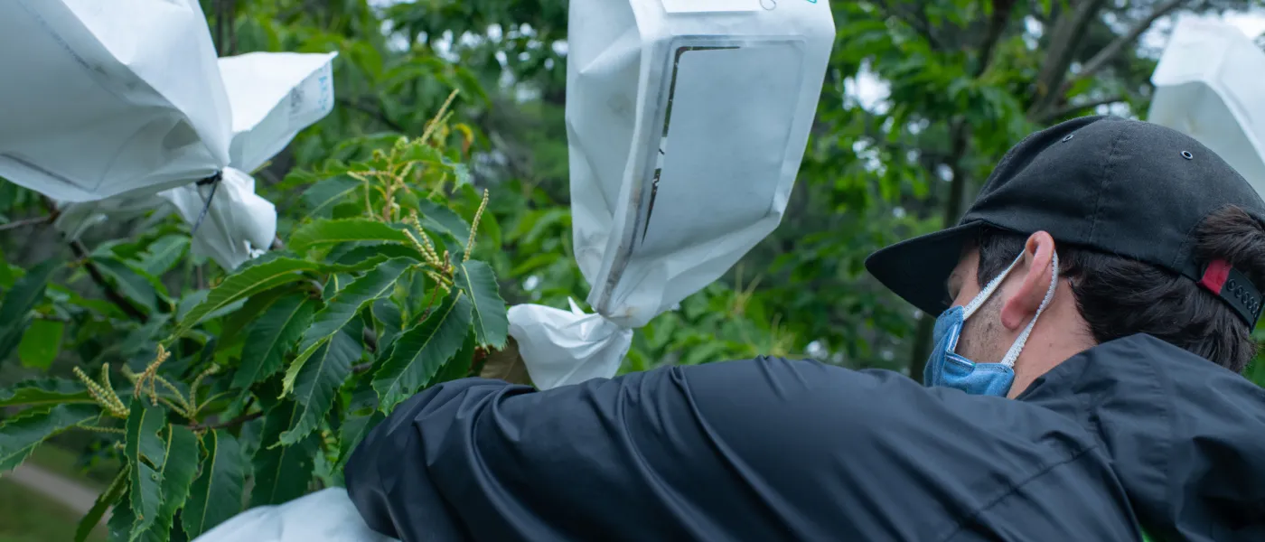 a U N E student checks on chestnut trees