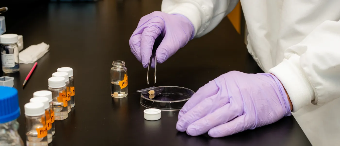 A close-up of hands in purple latex gloves holding tweezers to pick up a specimen from a petri dish