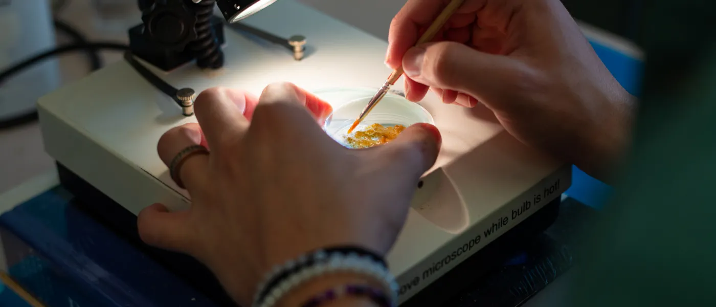 A close-up image of hands working using tools on bacteria in a petri dish