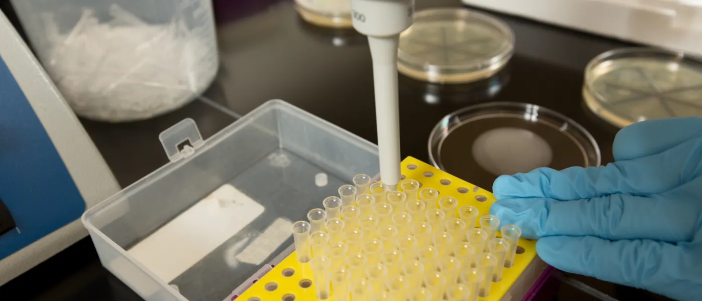 Test tubes in a yellow tray