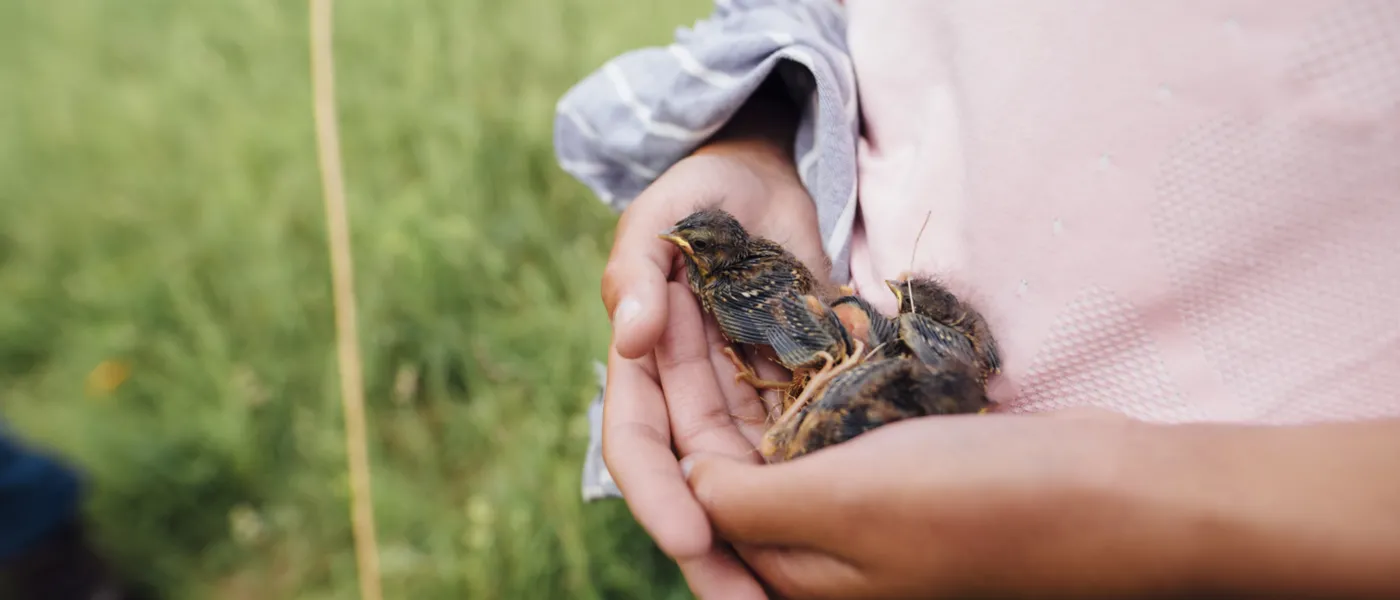 hands holding a baby bobolink