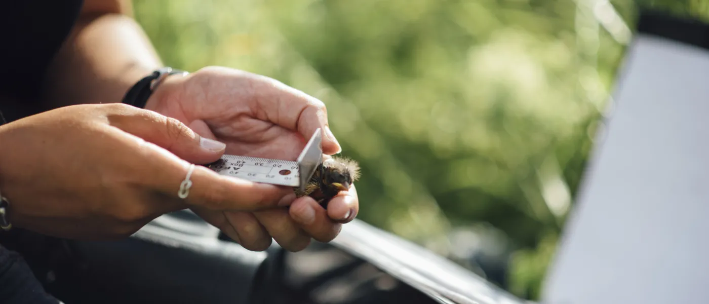 A researcher takes measurements of a bobolink