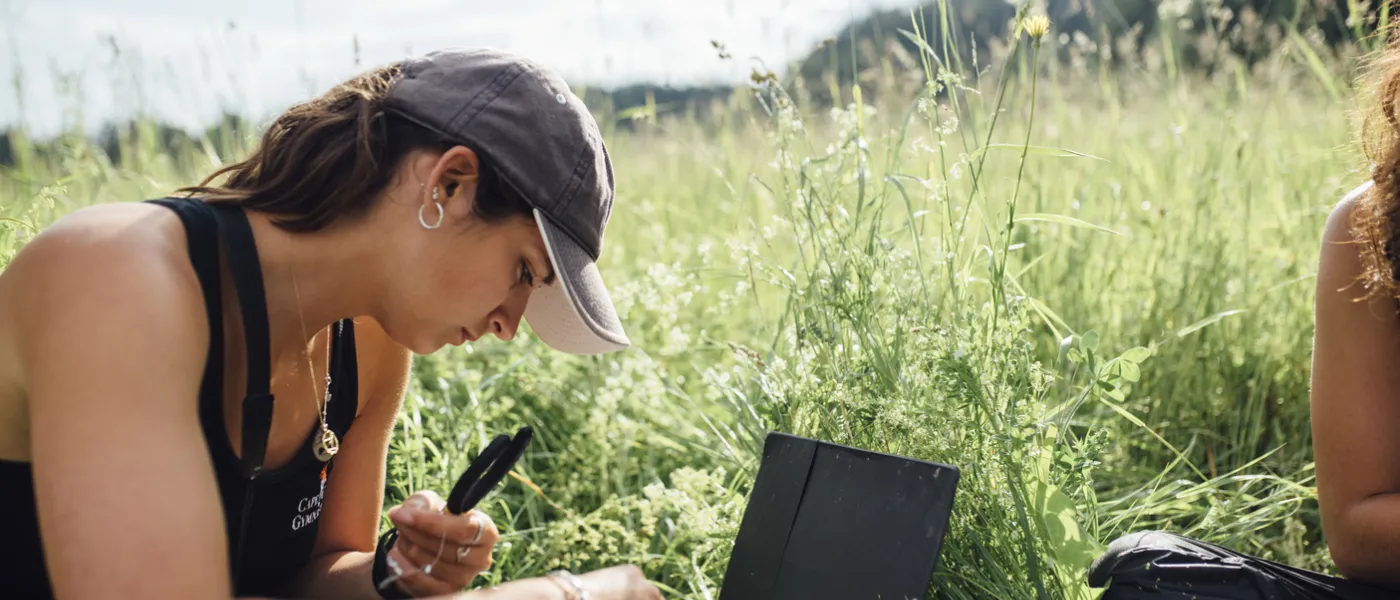 Bobolink research