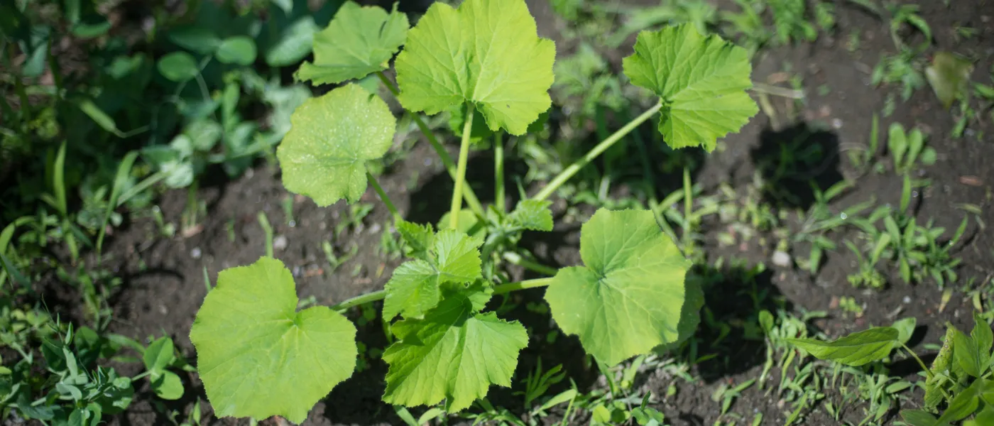 community garden herb