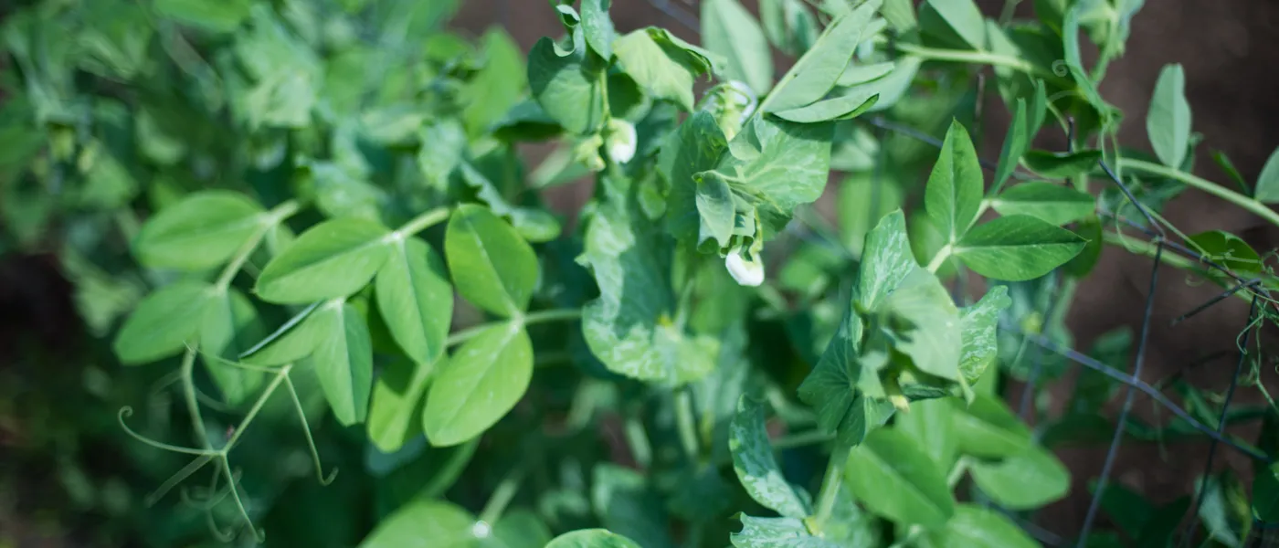 community garden herbs