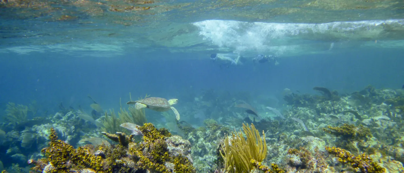 Snorkeling in Belize with Sea Turtle