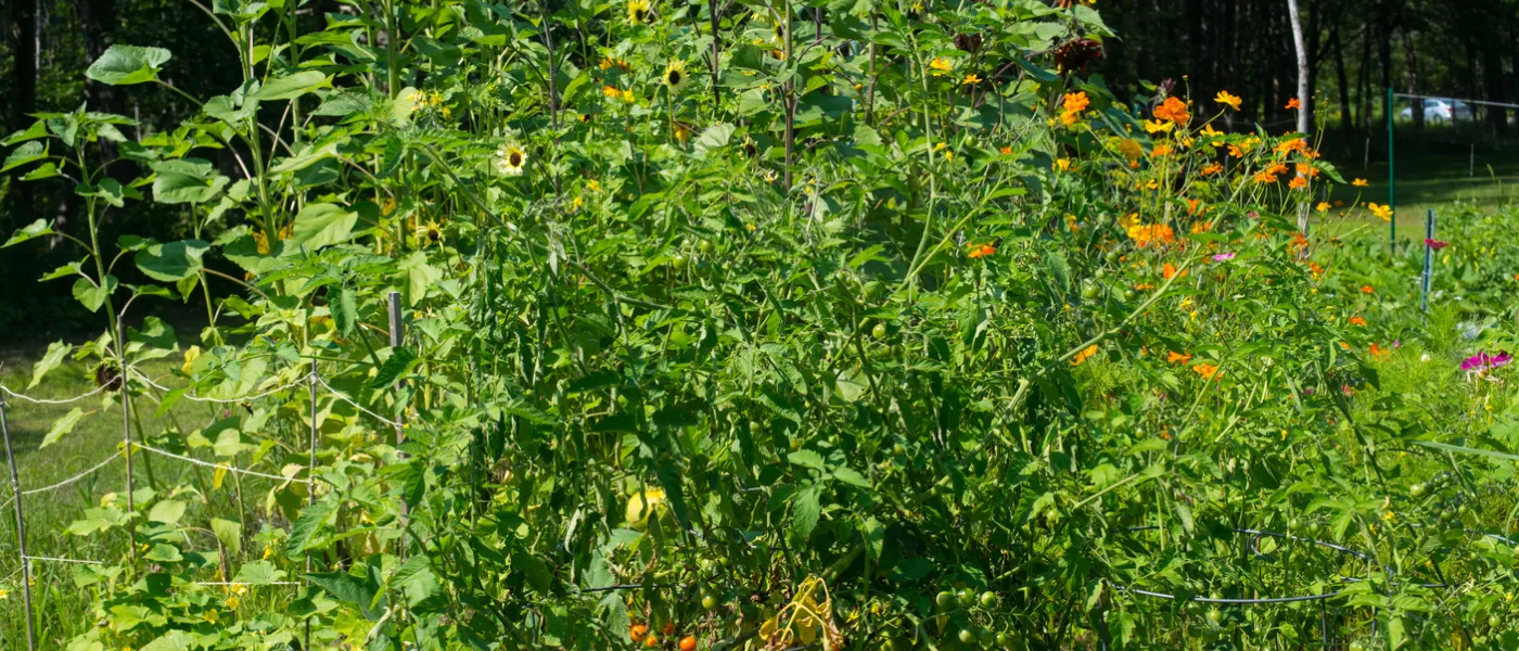 community garden