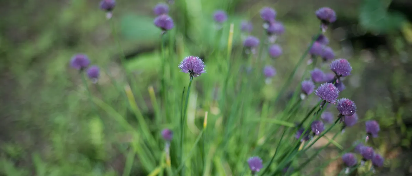 Chives