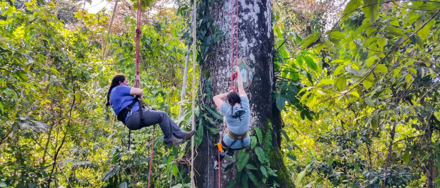 Tree Climibing in the Rainforest Panama