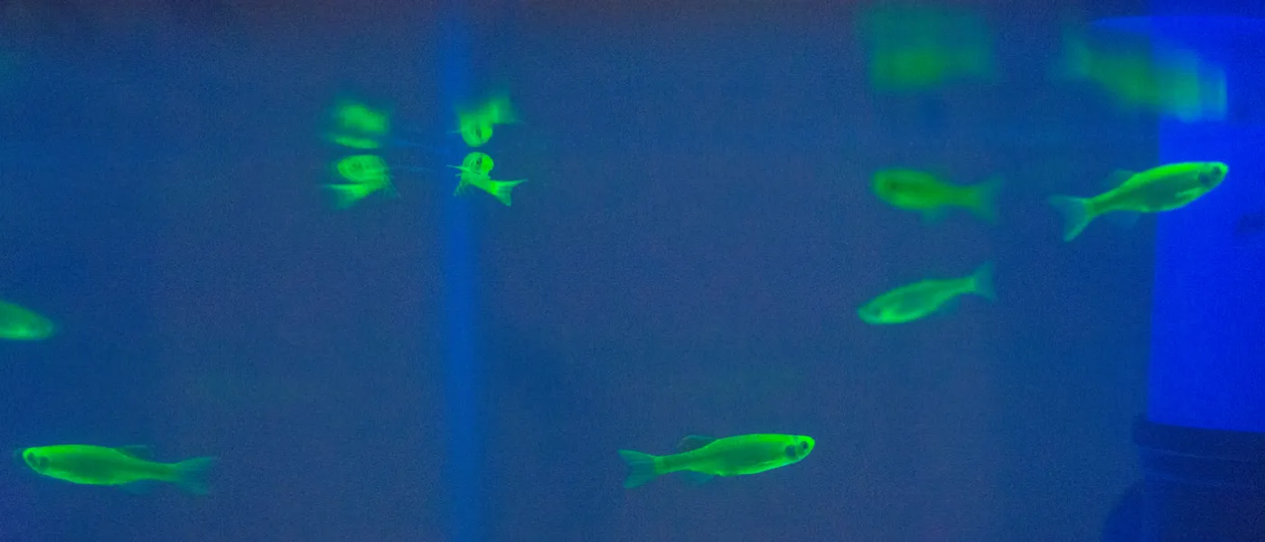 zebrafish