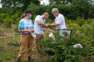 Professor Tom Klak works with student researchers on restoring the American chestnut tree.