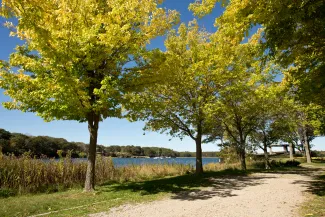 Autumn Trees